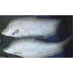 ikan belida, jual ikan belida, sedia ikan belida, beli ikan belida, pesan ikan belida, stok ikan belida, terima ikan belida, cari ikan belida, vendor ikan belida, ekspor ikan belida, supplier ikan belida, produksi ikan belida, suplai ikan belida, jak