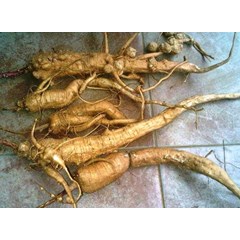 ginseng korea berupa ubi/ umbi utk stamina, obat herbal, jamu