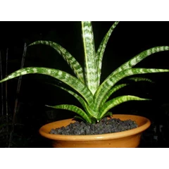 fernwood varigata