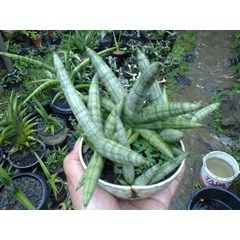 boncel anak 3