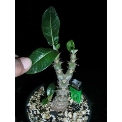 pachypodium baronii v windsorii( sold out)