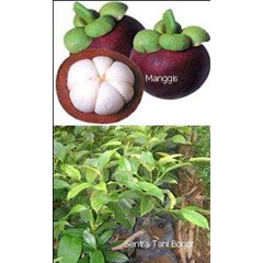 bibit manggis