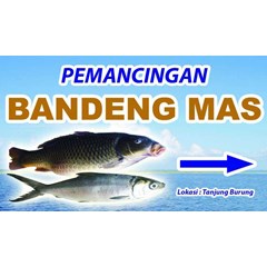 ikan bandeng & ikan nila