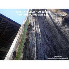 batang jati / batang bawah jati / kayu jati batang bawah / gelondong jati ekstrim / jati antik / jati bundar / jati lilit 400 lilitan 490 bawah / jati besar