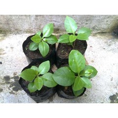 bibit binahong