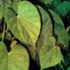 brotowali ~ patawali ~ tinospora crispa ( miers) * * sms= + 6285876389979 * * sms= + 6281-32622-0589 * * sms= + 6281-901-389-117 * * nurida479@ rocketmail.com