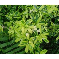 ravenia spectabilis variegata gold