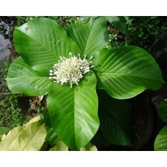 ixora superba