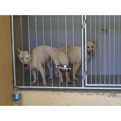 anjing kintamani kawin dikandang