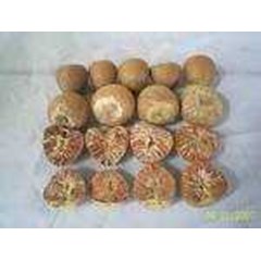 betel nut