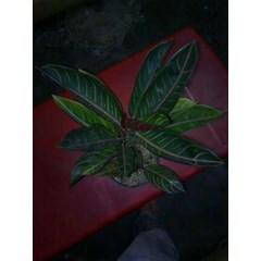 aglaonema pride of sumatera mutasi 