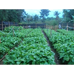 bibit jabon