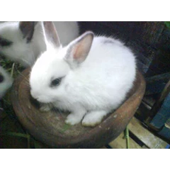 kelinci hotot
