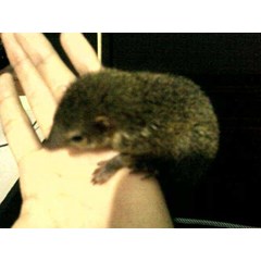 tupai/ bajing buah