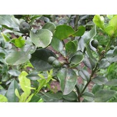 minyak daun jeruk purut ( kaffir lime oil)
