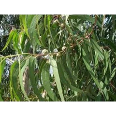 minyak eukaliptus ( eucaliptus oil)