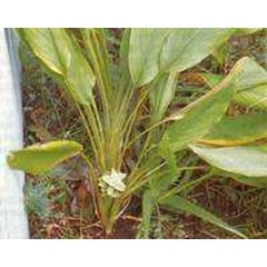 kunyit ~ curcuma longa linn. ~ curcuma domestica val ~ indonesian koneng ~ kunir ~ curcuma, indian saffron, yellow ginger ~ taamerikku, ukon...* * sms= + 62858-763-89979 * * sms= + 6281-901-389-117 * * sms= + 6281-32622-0589...* * nurida479@ rocketmail.co