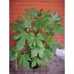 pohon ara tin ~ fig ~ figue ~ feige ~ higo ~ fico ~ figu ~ figo ~ buah tin ~ buah ara. * * sms= + 62858-763-89979 * * sms= + 6281-901-389-117 * * sms= + 6281-32622-0589 * * nurida479@ rocketmail.com