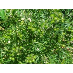 minyak ketumbar ( coriander oil)