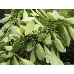 minyak kilemo ( litsea cubeba oil)