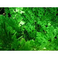 tanaman cakar ayam ~ selaginella doederleinii ~ indonesian rumput solo, cemara kipas gunung * * sms= + 6281-32622-0589 * * sms= + 6281-901-389-117 * * sms= + 62858-763-89979 * * email= nurida479@ yahoo .com