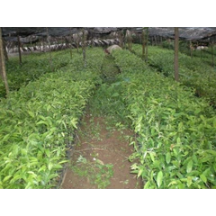 bibit gaharu
