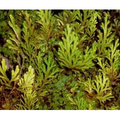 cemara kipas gunung ~ selaginella doederleinii ~ rumput solo, cakar ayam * * sms= + 6281-32622-0589 * * sms= + 6281-901-389-117 * * sms= + 62858-763-89979 * * email= nurida479@ yahoo .com