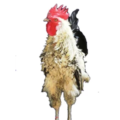 ayam ketawa