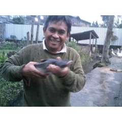 jenis ikan
