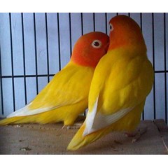 lovebird