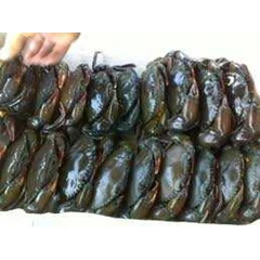 kepiting soka