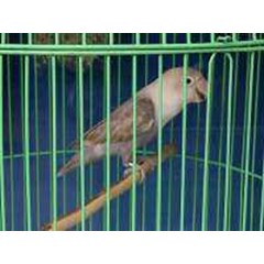 gantangan, gantangan burung, gantangan besi krome, untuk mempercantik penampilan kandang untuk hobby kicauan , maupun gantangan lomba