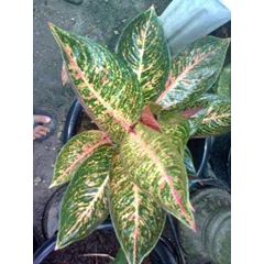 aglaonema tiara