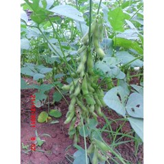 benih edamame