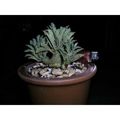 dorstenia lavrani form bagus banget( sold)
