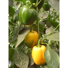 paprika hijau
