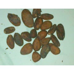 coklat