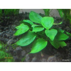 anubias sp
