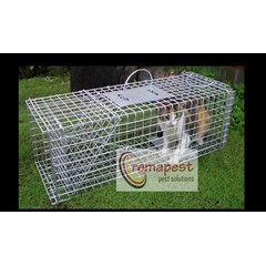 cat control / pengendalian kucing
