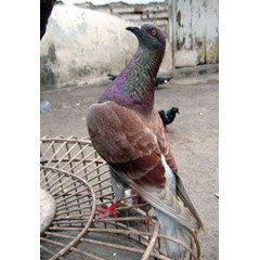 merpati tinggi tomprangan