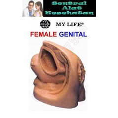 boneka phantom organ reproduksi pria | male genital model | dumedpower