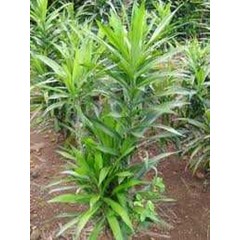 tumbuhan daun suji ~ pandan betawi ~ indonesian daun suji ~ pandan betawi ~ pleomele angustifolia n.e brown * * sms= + 62858-763-89979 * * sms= + 6281-901-389-117 * * sms= + 6281-32622-0589 * * email= nurida479@ yahoo.com