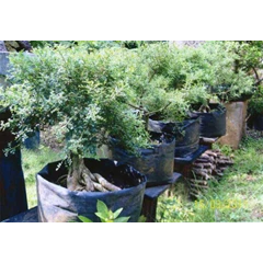 bonsai kiserit 1