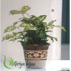 florida beauty ( dracaena godseffiana)