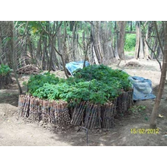 bibit ubi unggul
