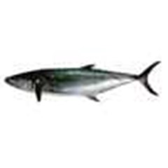 tenggiri/ kakap/ marlin/ mahi2