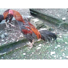 pecut