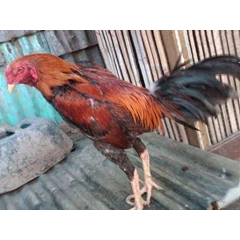 sinar