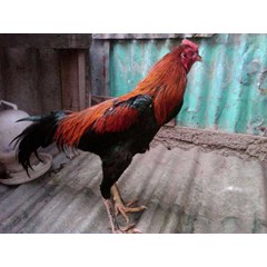 sangkuriang