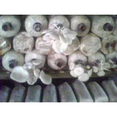 baglog jamur